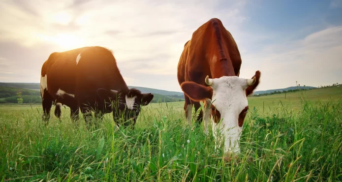 اگر گاوها به جای گیاهان با گوشت گاو تغذیه شوند،گوشت آنها چه طعمی خواهد داشت؟